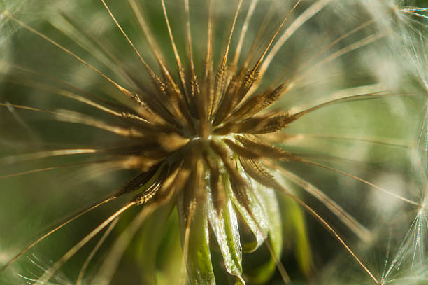istock macro detail inside of dandelion showing seeds 623287022
