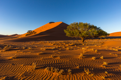 Sand patterns in early morning light, Namibia