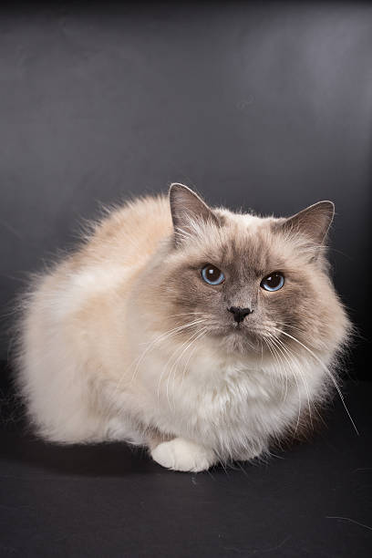 istock sacred birma cat on a black background, isolated 623287482