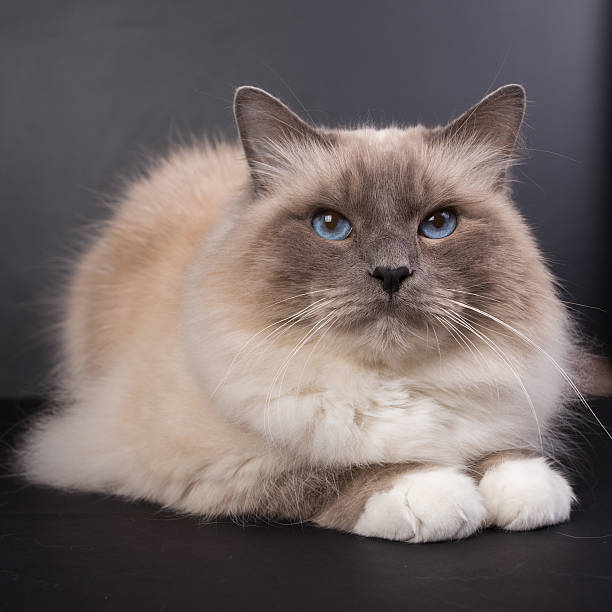 istock sacred birma cat on a black background, isolated 623287518