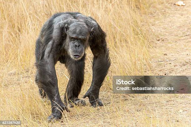 Alpha Male Chimpanzee Stock Photo - Download Image Now - Chimpanzee, Plain,  Animals In The Wild - iStock