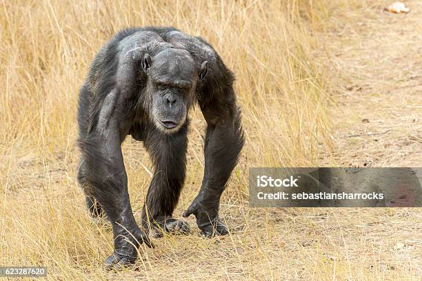 Alpha Male Chimpanzee Stock Photo - Download Image Now - Chimpanzee, Plain, Animals In The Wild - iStock Alpha Male Chimpanzee Stock Photo - Download Image Now - Chimpanzee, Plain, Animals In The Wild - iStock