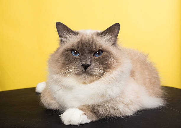 istock sacred birma cat on a black background, isolated 623287890
