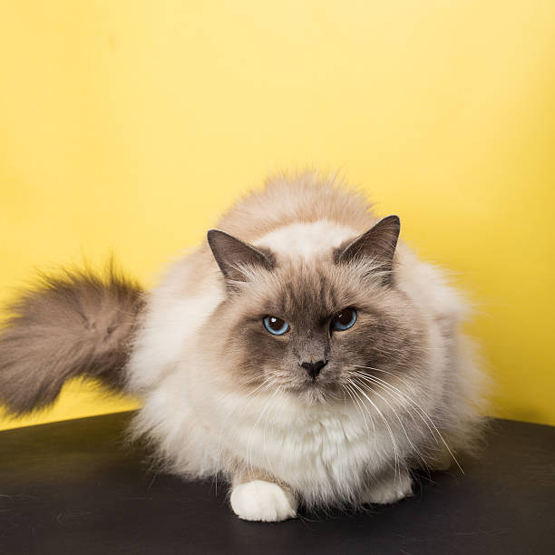 istock sacred birma cat on a black background, isolated 623288198