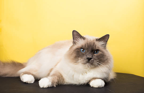 istock sacred birma cat on a black background, isolated 623288392