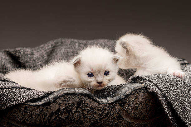 ragdoll baby cats cute little white kittens only a few days old ragdoll cat stock pictures, royalty-free photos & images