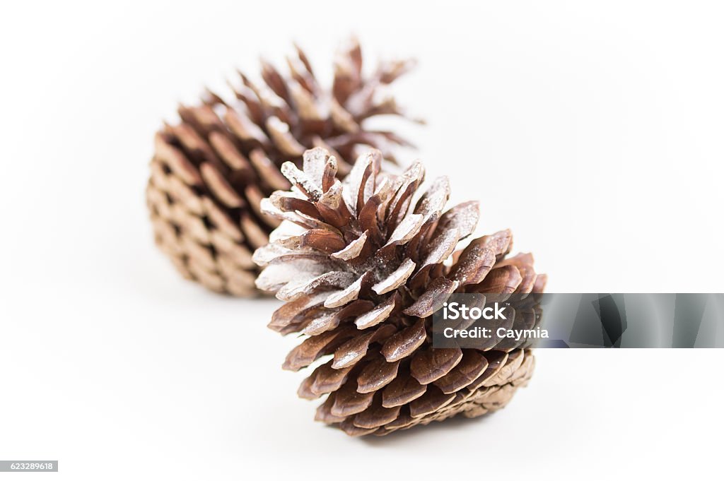 Two open pinecones on a white background. Shallow focus. Two open pinecones sprinkled with a touch of snow on a white background at Christmastime. Shallow focus. Arrangement Stock Photo