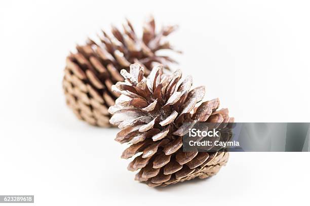 Two Open Pinecones On A White Background Shallow Focus Stock Photo - Download Image Now