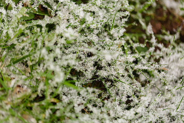 Close up of frost covered grass stock photo