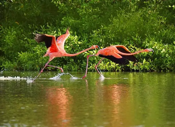Flamingos walking on the waters of the lagoon the peonies in Maracaibi, Zulia, venezuela