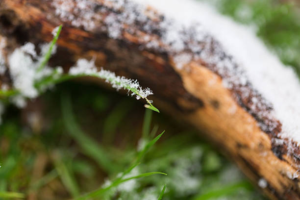 Close up of frost covered piece of wood stock photo