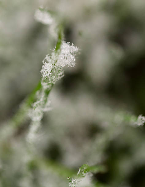 Close up of frost on grass stock photo
