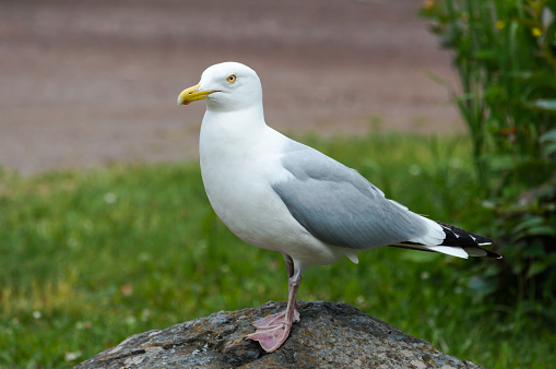 Herring Gull standing on a rock looking for food.