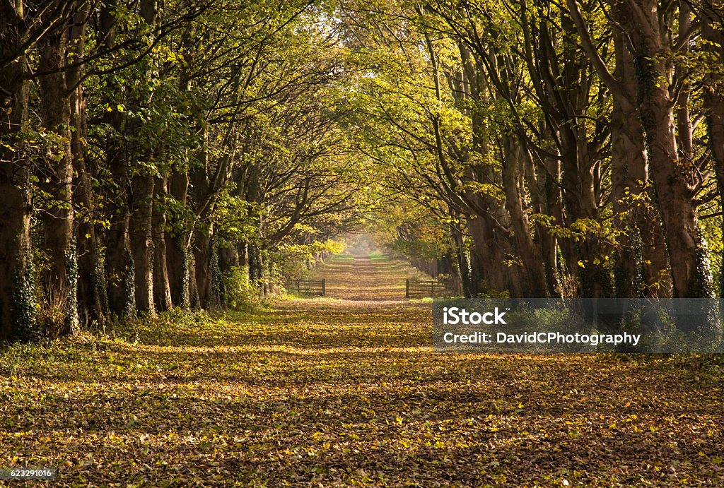 Autumn Causeway A bright sunny day sends out its light on a carpet of fallen leaves covering the ground stretching towards the distance down a picturesque causeway at the start of Autumn  Autumn Stock Photo