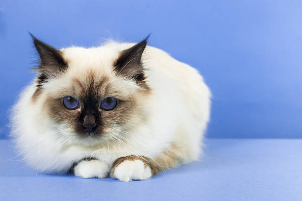 istock sacred birma cat on a blue background, isolated 623291050