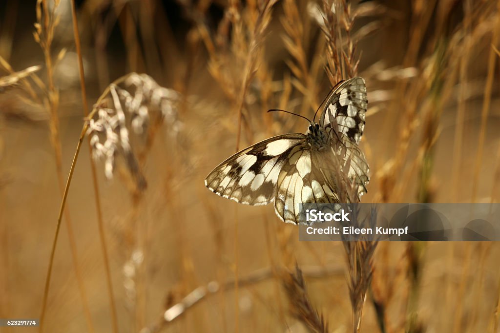 chessboard Butterfly Animal Antenna Stock Photo