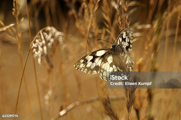 Chessboard Stock Photo - Download Image Now - Animal Antenna, Butterfly - Insect, Copy Space