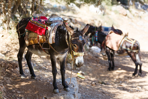 Donkeys as transportation in the mountains near the Psychro Cave in Crete, Greece
