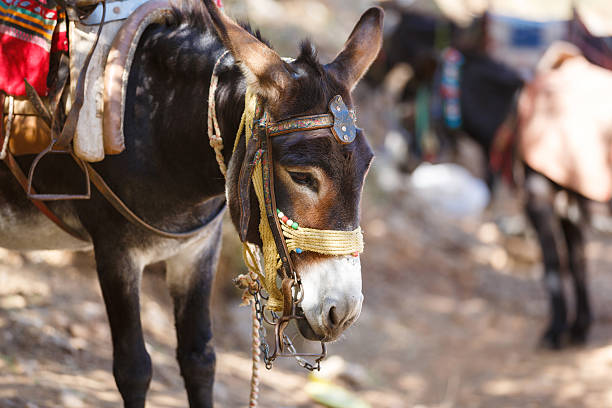 istock Donkey to transport tourists 623291934