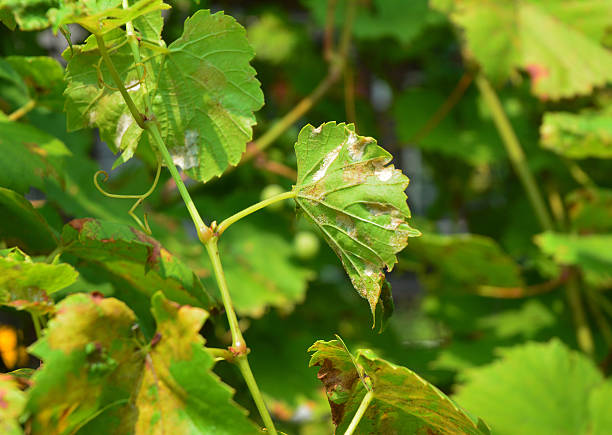 Grape Powdery Mildew. Powdery mildew is a fungal disease Grape Powdery Mildew. Powdery mildew is a fungal disease that affects a wide range of plants. Grapevine diseases. mildew stock pictures, royalty-free photos & images