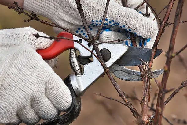 hands in gloves pruning branch of black current with secateurs in the garden