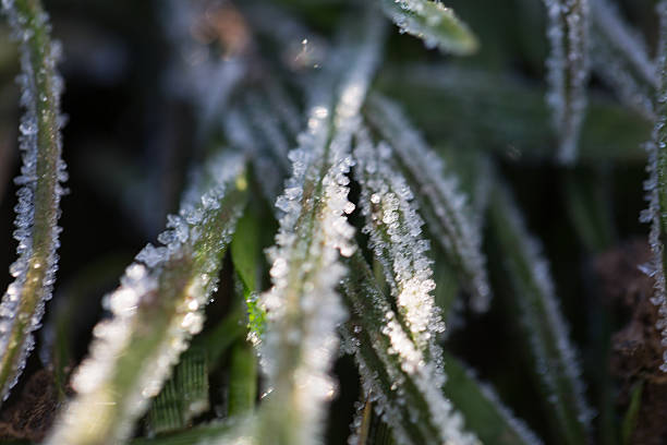 Close up of frost crystals on blades of grass stock photo