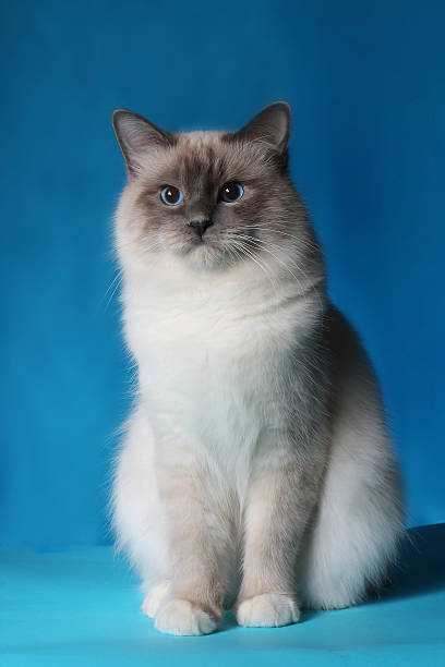 istock sacred birma cat on a blue background, isolated 623293840