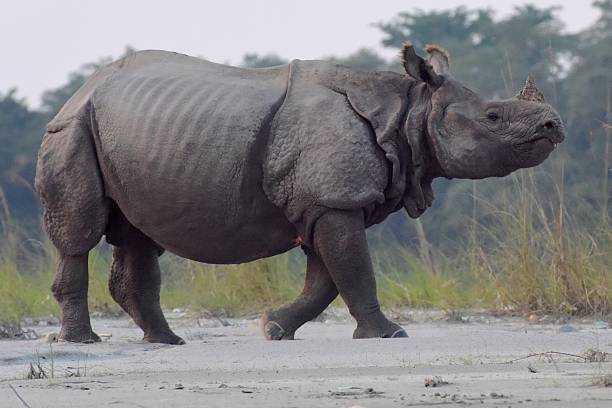 istock Rhinoceros in Nepal's jungle 623294980
