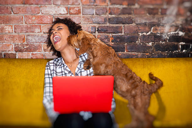 modern woman working from home young hipster african American woman works at home, sitting on couch using laptop while her pet puppy dog looks on. goldendoodle stock pictures, royalty-free photos & images
