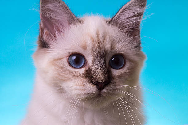 istock sacred birma cat on a blue-green background, isolated 623295656