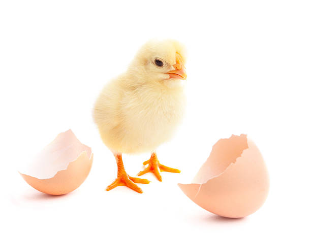 beautiful little chick and eggshell beautiful little chick  and eggshell isolated on the white baby chicken photos stock pictures, royalty-free photos & images