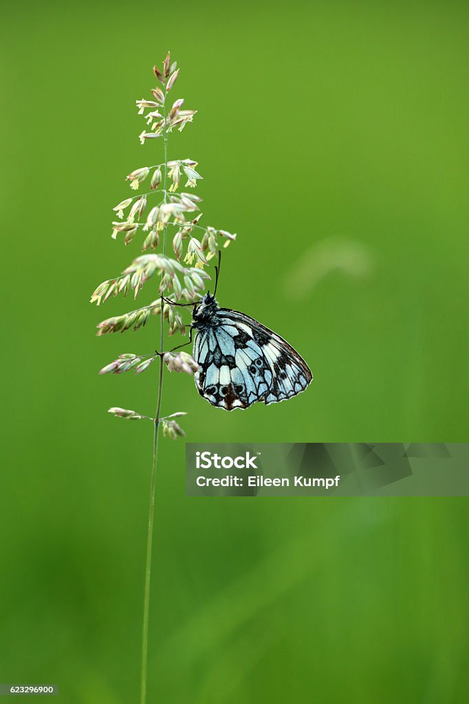 chessboard Butterfly Animal Antenna Stock Photo