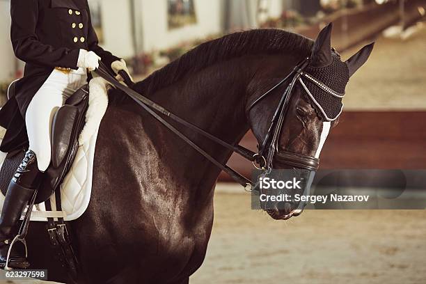 Photo libre de droit de Femme Jockey Avec Son Cheval banque d'images et plus d'images libres de droit de Cheval - Cheval, Luxe, Dressage équestre