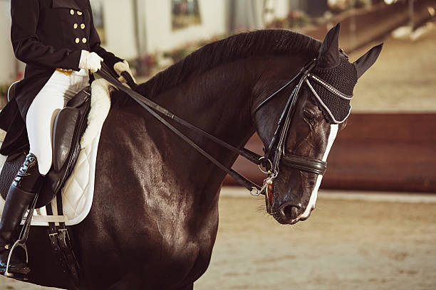 woman jockey with his horse - tame imagens e fotografias de stock