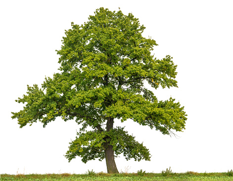 Large English Oak or Quercus robur stands on a field, isolated on white background.