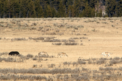 The black alpha wolf leads the Wapiti Pack and the light color female alpha through the Hayden Valley of Yellowstone National Park, Wyoming.