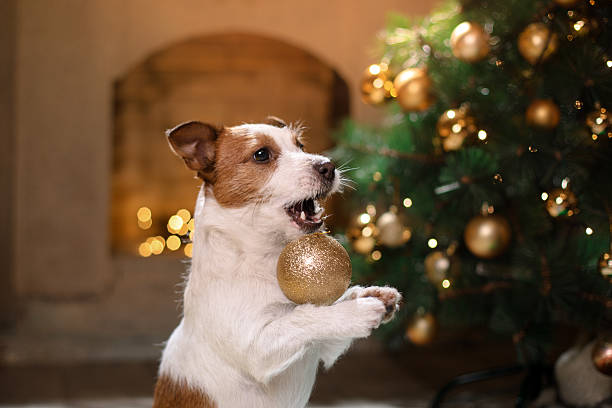 istock Dog Jack Russell Terrier and Christmas tree 623300690