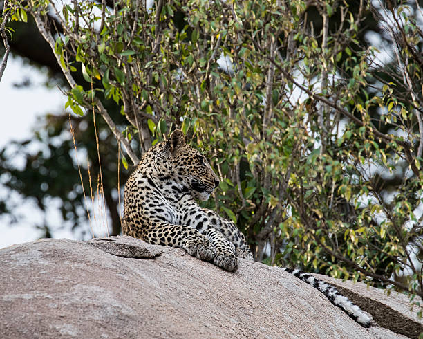 istock Leopard lying on a rock in the northern Serengeti 623303304