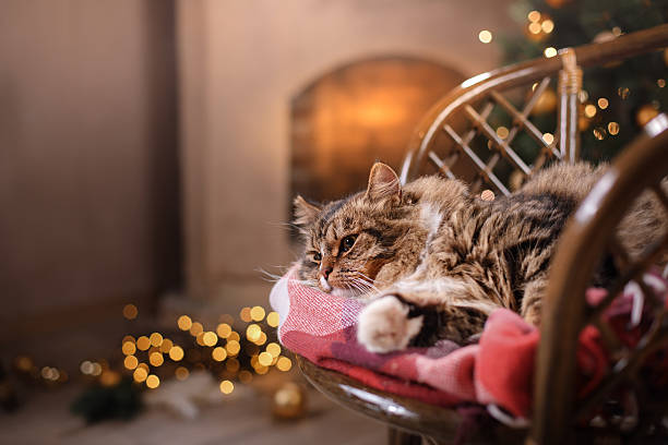 istock Cat on a chair by the Christmas tree 623304522