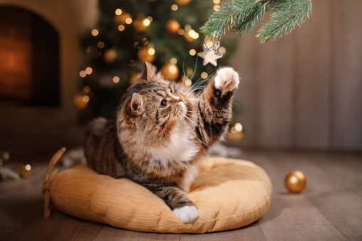 The cat lying on a pillow and playing with Christmas toys