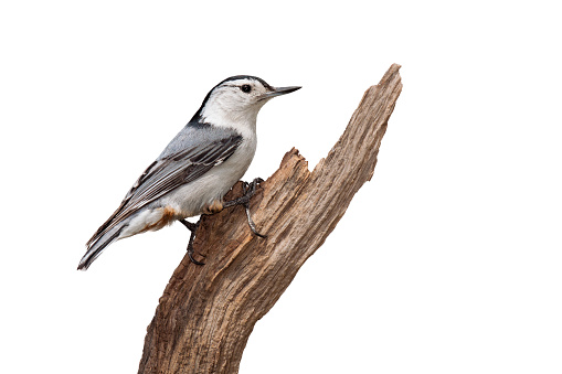 A white-breasted nuthatch poses confidently on a piece of driftwood. The multi colored blue wing feathers contrast prominently against its white breastplate and orange rump. Isolated on a White background.