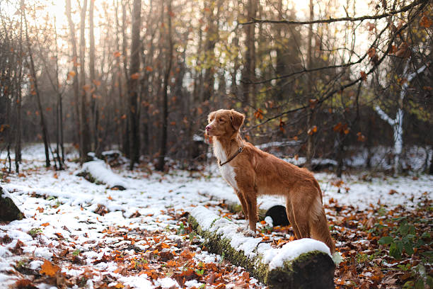 istock Dog standing on a tree in the snow 623307284