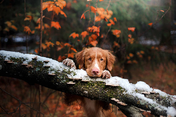 istock Dog standing on a tree in the snow 623307638