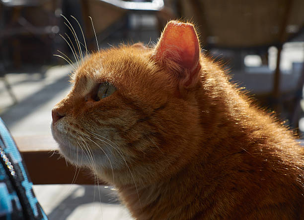 Portrait of a red stray cat from Istanbul.