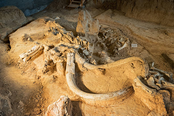 Mammoth Fossil at Waco Mammoth National Monument in Texas USA Photo of a Columbian mammoth fossil at Waco Mammoth National Monument in Texas USA. national monument stock pictures, royalty-free photos & images