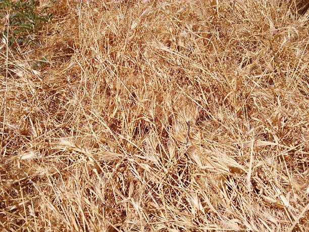 istock Summer glade yellow dry grass in the sun 623347298