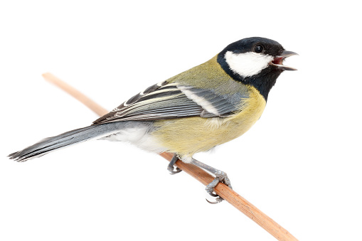 Great Tit in front of white background, isolated. (Parus major).