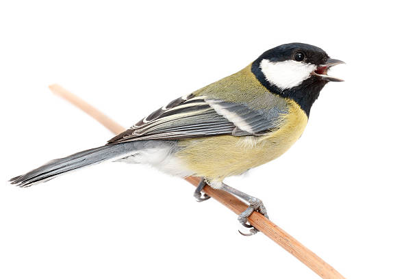 Great Tit (Parus major) isolated Great Tit in front of white background, isolated. (Parus major). perching stock pictures, royalty-free photos & images