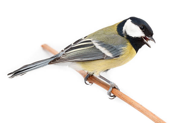 Great Tit (Parus major) isolated Great Tit in front of white background, isolated. (Parus major). birdsong photos stock pictures, royalty-free photos & images