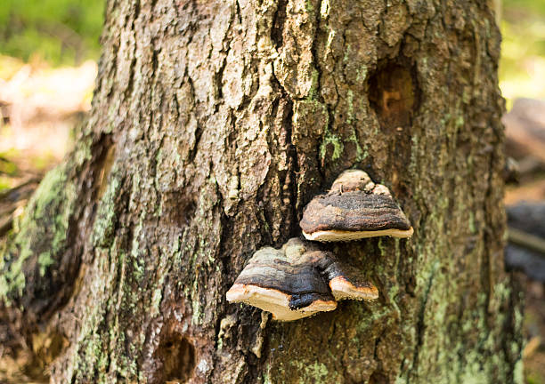 istock Fomes fomentarius mushrooms 623348186